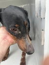 adoptable Dog in  named A640411