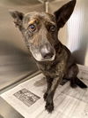 adoptable Dog in  named A640417