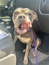 adoptable Dog in  named A640392