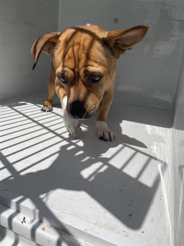 adoptable Dog in Houston, TX named A640396