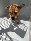 adoptable Dog in  named A640396