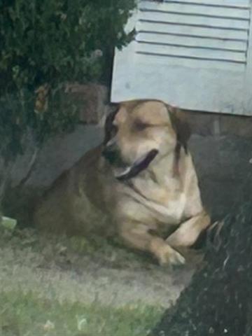 adoptable Dog in Houston, TX named SWEETIE PIE