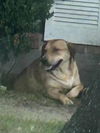 adoptable Dog in  named SWEETIE PIE