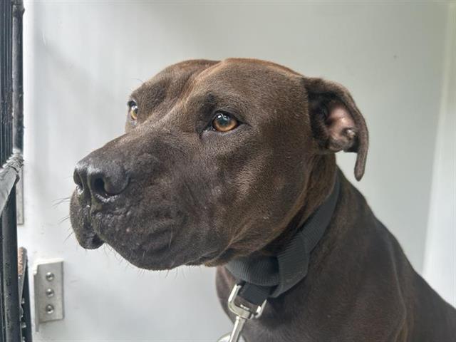 adoptable Dog in Houston, TX named A640403