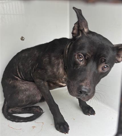 adoptable Dog in Houston, TX named A640423