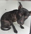 adoptable Dog in  named A640423