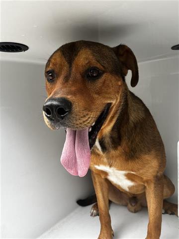 adoptable Dog in Houston, TX named A640429