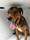 adoptable Dog in  named A640429