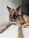 adoptable Dog in  named A640439
