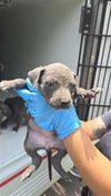 adoptable Dog in  named SKYE