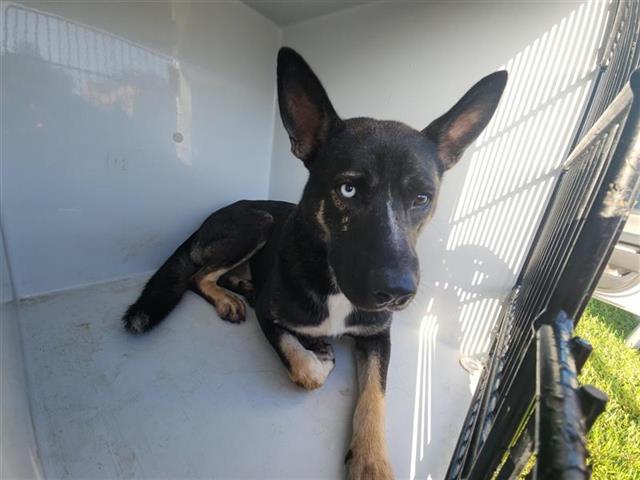adoptable Dog in Houston, TX named A640444