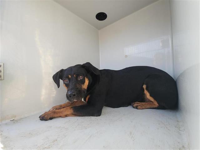 adoptable Dog in Houston, TX named A640447