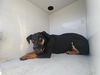 adoptable Dog in  named A640447