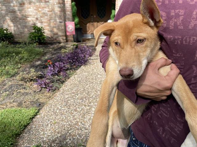 adoptable Dog in Houston, TX named A640468