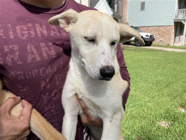 adoptable Dog in Houston, TX named A640470