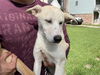 adoptable Dog in  named A640470