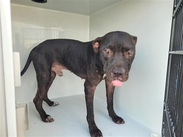 adoptable Dog in Houston, TX named A640471