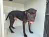 adoptable Dog in  named A640471