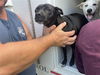 adoptable Dog in  named LOLA
