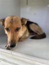 adoptable Dog in  named A640456