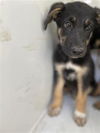 adoptable Dog in  named A640457