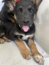 adoptable Dog in  named A640458