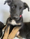 adoptable Dog in  named A640459