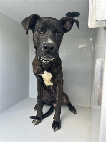 adoptable Dog in Houston, TX named A640476