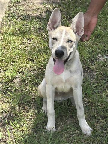 adoptable Dog in Houston, TX named A640491