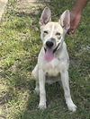 adoptable Dog in  named A640491