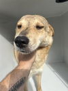 adoptable Dog in  named A640460