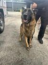 adoptable Dog in  named A640489