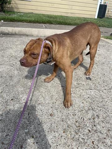adoptable Dog in Houston, TX named A640504