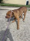adoptable Dog in  named A640504