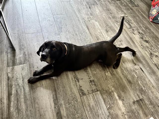 adoptable Dog in Houston, TX named A640507