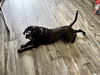 adoptable Dog in  named A640507