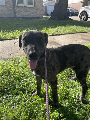 adoptable Dog in Houston, TX named A640509