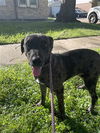 adoptable Dog in  named A640509