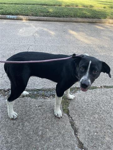 adoptable Dog in Houston, TX named A640510