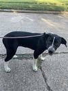adoptable Dog in  named A640510