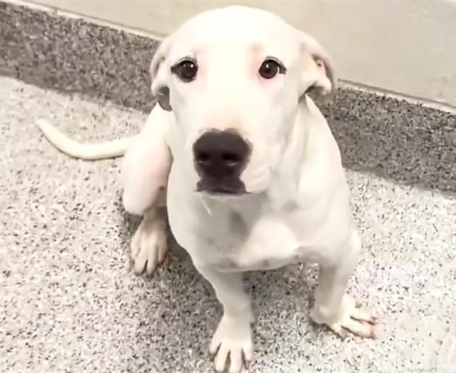 adoptable Dog in Houston, TX named BRANDI