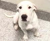 adoptable Dog in houston, TX named BRANDI