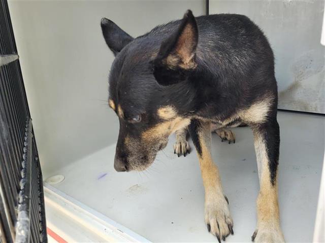 adoptable Dog in Houston, TX named NEGRA