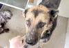 adoptable Dog in houston, TX named BEAUTY