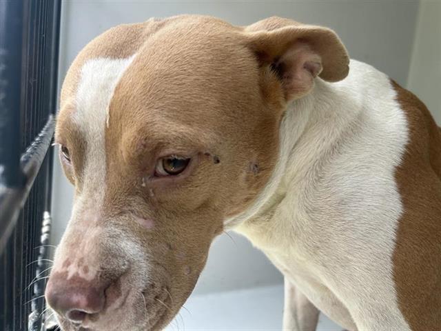adoptable Dog in Houston, TX named A640559
