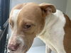adoptable Dog in  named A640559