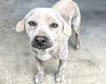 adoptable Dog in Houston, TX named BLOOM