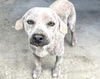 adoptable Dog in houston, TX named BLOOM