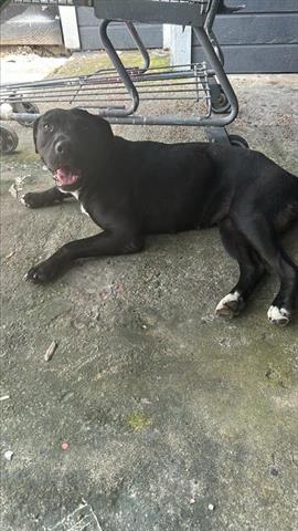 adoptable Dog in Houston, TX named A640562