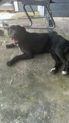 adoptable Dog in  named A640562